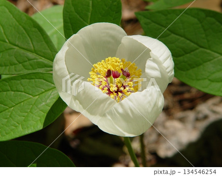 山に咲く清楚な白い花 花4月ヤマシャクヤク(山芍薬)05 山に咲く清楚な白い花 花4月ヤマシャクヤク(山芍薬)05 134546254