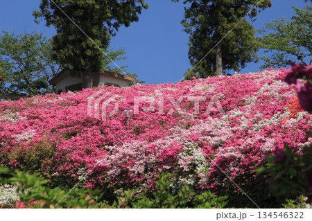 愛媛県大洲市 冨士山公園のツツジ 愛媛県大洲市 冨士山公園のツツジ 134546322