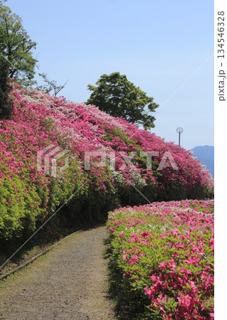 愛媛県大洲市 冨士山公園のツツジ 愛媛県大洲市 冨士山公園のツツジ 134546328