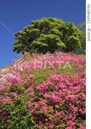 愛媛県大洲市　冨士山公園のツツジ 134546334