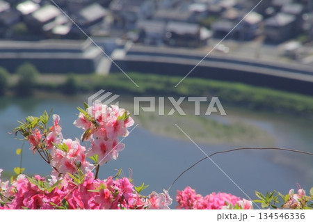 愛媛県大洲市 冨士山公園のツツジ 愛媛県大洲市 冨士山公園のツツジ 134546336