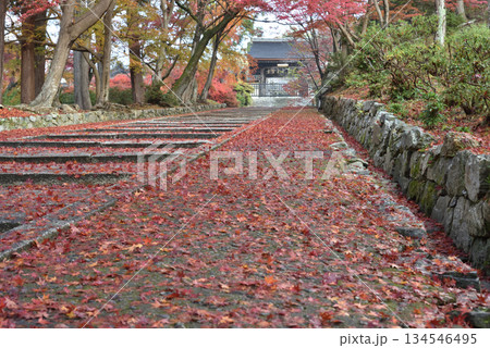 毘沙門堂　モミジに包まれる薬医門(京都市山科区) 134546495