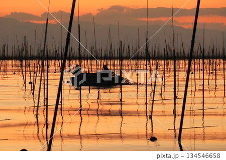 夕暮れ時の海苔養殖場での海苔の摘採の光景 夕暮れ時の海苔養殖場での海苔の摘採の光景 134546658