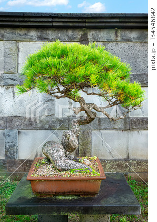 Jeju Island Art Land Fountain Park Jeju Island Art Land Fountain Park 134546842