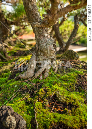Harmony of bonsai and moss Harmony of bonsai and moss 134546843