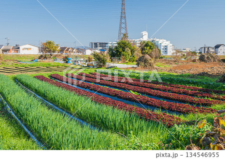 桂川河川敷の野菜畑　京都市 134546955