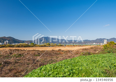 冬枯れの桂川河川敷風景 京都市 冬枯れの桂川河川敷風景 京都市 134546956