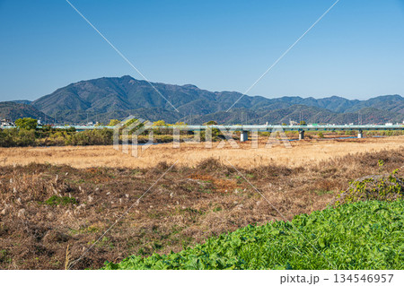 冬枯れの桂川河川敷風景　京都市 134546957
