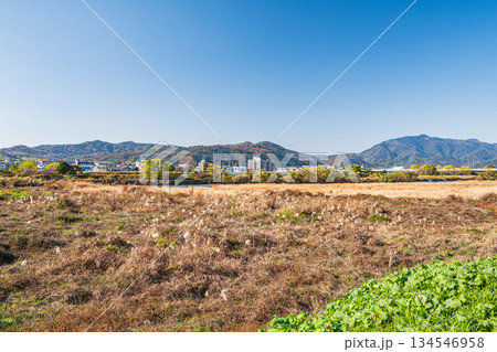 冬枯れの桂川河川敷風景　京都市 134546958