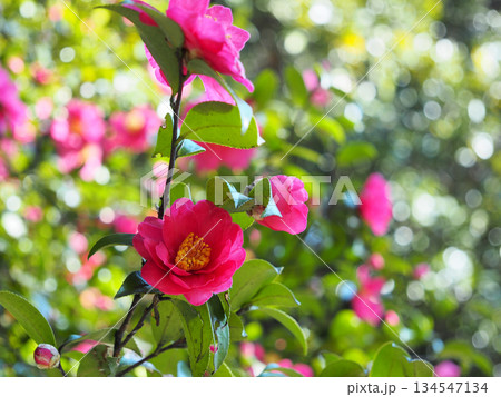 赤い椿 134547134
