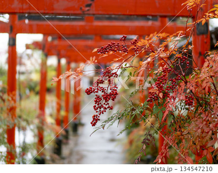 雨に濡れた神社の南天と鳥居の風景 雨に濡れた神社の南天と鳥居の風景 134547210
