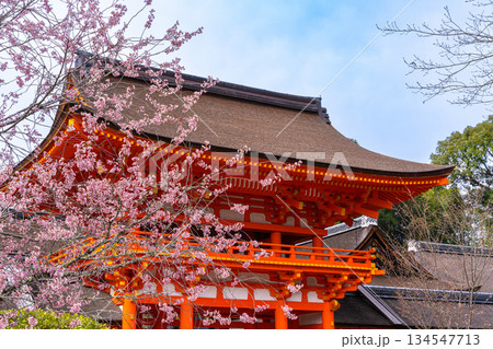 【世界遺産　古都京都の文化財】【山城国一宮】上賀茂神社　桜の花と楼門　京都府京都市北区 134547713