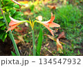 lily flower in the morning 134547932