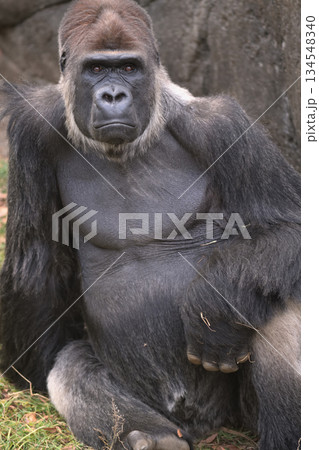 ハート形に鼻を膨らませたゴリラのポートレート ハート形に鼻を膨らませたゴリラのポートレート 134548340