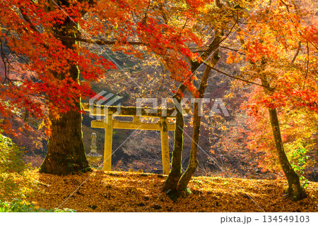 奥河内もみじ公園の紅葉 134549103