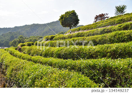 Longjing Tea Terraces in Hangzhou, China 134549237