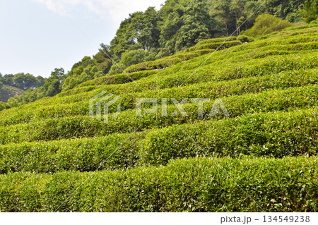 Longjing Green Tea Terraces in Hangzhou, China Longjing Green Tea Terraces in Hangzhou, China 134549238