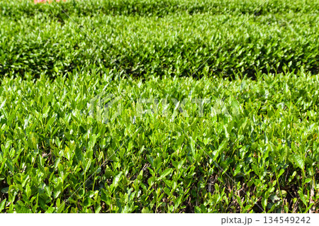 Close-up of Green Tea Leaves in Hangzhou, China 134549242