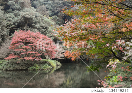 Autumn Trees Next to a Lake in Full Colour in Hangzhou, China Autumn Trees Next to a Lake in Full Colour in Hangzhou, China 134549255