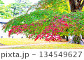京都御苑の秋 134549627