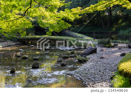 小石川後楽園の小川と飛び石 新緑と木漏れ日が美しい日本庭園風景 134549630