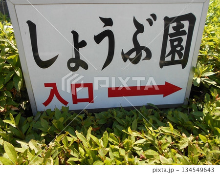 横須賀市立しょうぶ園その8 134549643