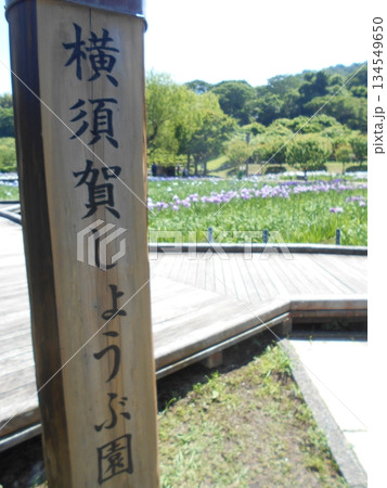 横須賀市立しょうぶ園その1 横須賀市立しょうぶ園その1 134549650