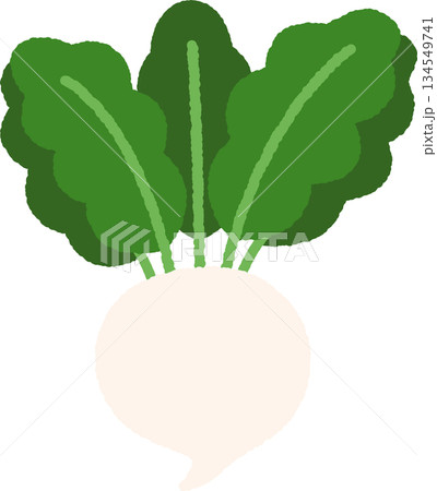 手書き風の単品アイコンイラスト　野菜　カブ 134549741