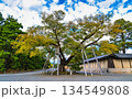 京都御苑、清水谷家の椋 134549808