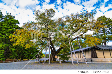 京都御苑、清水谷家の椋 京都御苑、清水谷家の椋 134549808