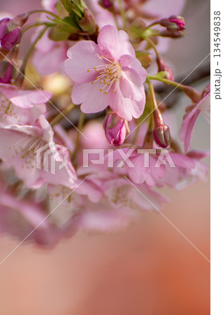 河津桜のある風景 134549838