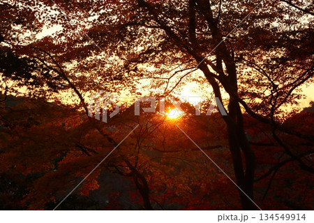 紅葉スポット 紅葉 公園 紅葉狩り インバウンド 11月 秋 圏四季 近畿圏 紅葉スポット 紅葉 公園 紅葉狩り インバウンド 11月 秋 圏四季 近畿圏 134549914