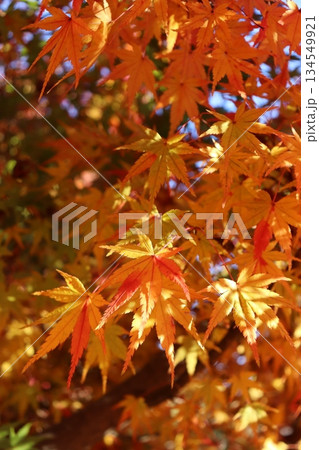 紅葉スポット　紅葉　公園　紅葉狩り　インバウンド　11月　秋　圏四季　近畿圏 134549921