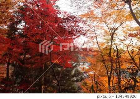 紅葉スポット　紅葉　公園　紅葉狩り　インバウンド　11月　秋　圏四季　近畿圏 134549926