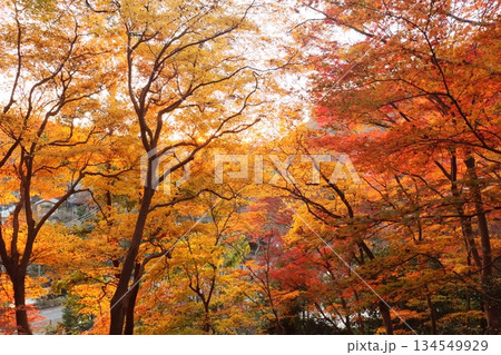 紅葉スポット　紅葉　公園　紅葉狩り　インバウンド　11月　秋　圏四季　近畿圏 134549929