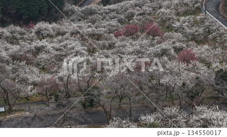 ＜空撮＞　梅のある風景 134550017