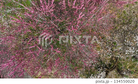 ＜空撮＞　満開に咲くピンクの梅の花 134550020