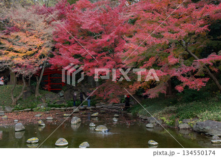 小石川後楽園の紅葉と朱色の橋 池と飛び石が美しい秋の日本庭園 小石川後楽園の紅葉と朱色の橋 池と飛び石が美しい秋の日本庭園 134550174