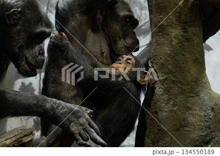 母親にしがみつくチンパンジーの赤ちゃん 134550189