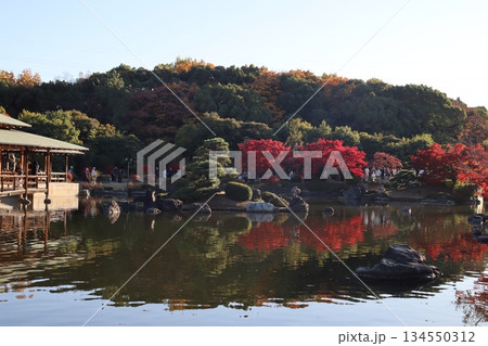 大仙公園　堺市　日本庭園　公園　紅葉スポット　紅葉狩り　堺市民　前撮り　前撮り撮影 134550312