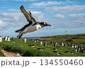 空の下のペンギンのコロニーをバックに飛び立つペンギン 134550460