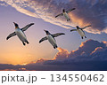 夕焼け空をバックに飛ぶ4匹のペンギン 134550462