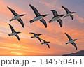 夕焼け空の下を飛ぶペンギンの群れ 134550463
