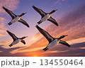夕焼け空の下を飛ぶ4匹のペンギン 134550464