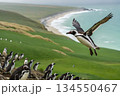 ペンギンのコロニーに降り立つペンギン 134550467
