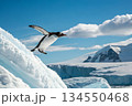 南極の大地から飛び立つペンギン 134550468