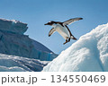 南極の大地から飛び立つペンギン 134550469