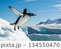 南極の大地から飛び立つペンギン 134550470