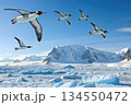南極の上空を飛ぶペンギンの群れ 134550472