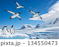 南極の上空を飛ぶペンギンと陸地に立つペンギン 134550473
